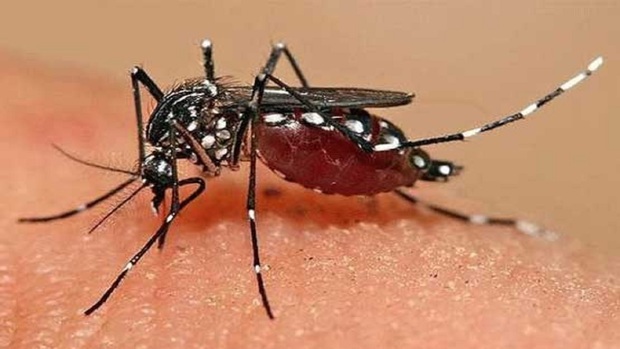 راه‌های مقابله با پشه آئدس چیست؟
