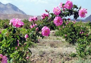 633 هکتار گل محمدی در استان مرکزی کشت شد