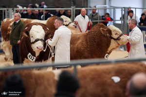 منتخب تصاویر امروز جهان - 29 بهمن 1403