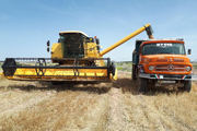 خرید حدود چهار هزار تن بذر گندم از کشاورزان سیستان و بلوچستان