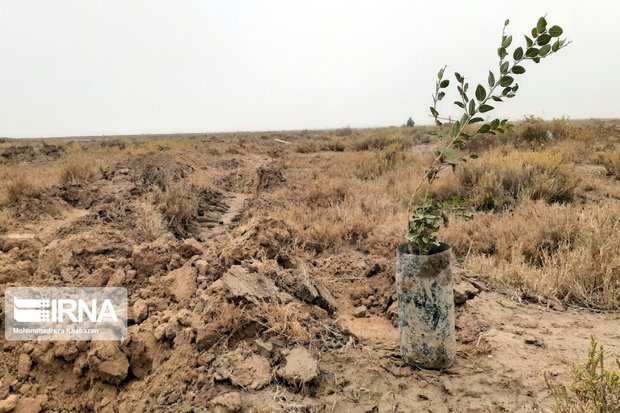 ۲۶ هزار اصله نهال جنگلی در بجنورد توزیع می‌شود