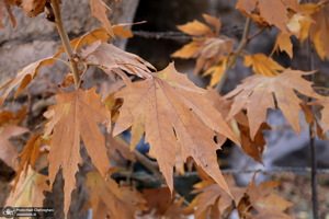 طبیعت پاییزی روستای اَوِل قم