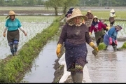 کار نشاء برنج در مزارع شالیزاری گیلان به پایان رسید