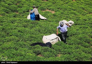 برداشت چای بهاره از مزارع املش گیلان