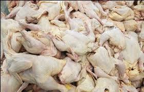 تامین بیش از 30 درصد تولید گوشت سفید مرغی آذربایجان غربی توسط زنجیره های یکپارچه تولید