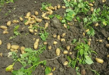 810 میلیارد ریال با برداشت سیب زمینی عاید کشاورزان طارمی می شود