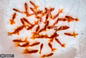 منتخب تصاویر امروز جهان - 22 اسفند 1400