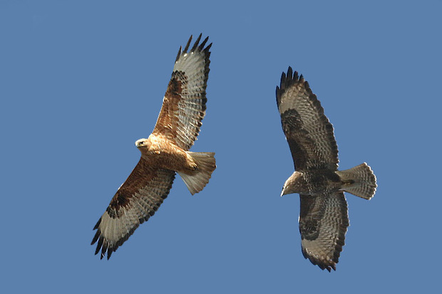 2 قطعه پرنده شکاری &#39;سارگپه&#39; در طبیعت خوی رها شدند