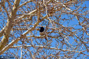 حال و هوای بهاری در حرم مطهر امام خمینی (س)