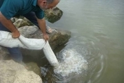 رهاسازی ۸۰ میلیون قطعه بچه ماهی در رودخانه های مازندران 