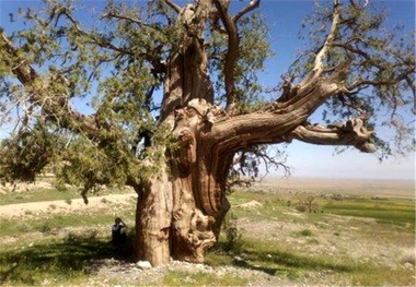 درختان کهنسال سقز ثبت ملی می شوند