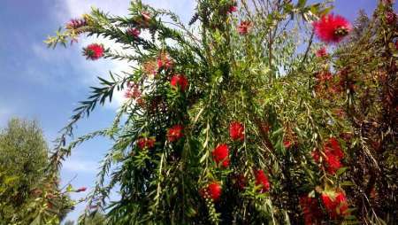 خودنمایی درخت شیشه شور در ایرانشهر