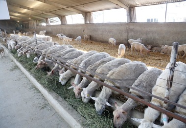 با اصلاح نژاد و چند قلوزایی، پرورش دام سبک اقتصادی می شود