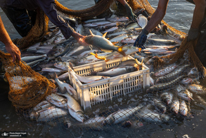 پرورش ماهی در آزادشهر استان گلستان