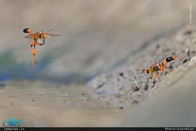 برترین عکس های حیات وحش سال 2018 Wildlife Photographer of the Year 2018 – the winners 