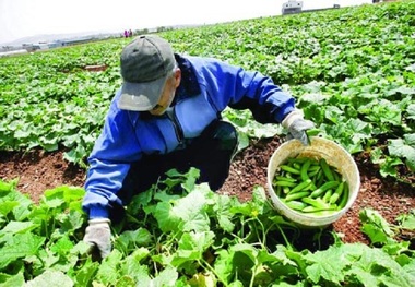 4600 اشتغال روستایی در خراسان جنوبی ایجاد می شود