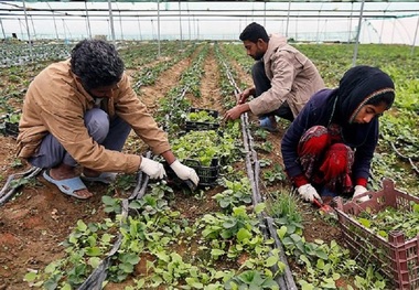 105 طرح کشاورزی در نقده از تسهیلات اشتغال برخوردار می شود