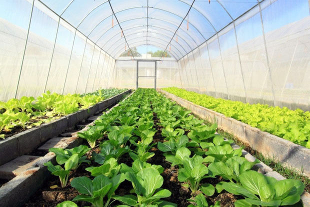 اتحادیه تعاونی‌ها در زمینه تولید و تحقیق با هند و سوئیس همکاری دارد