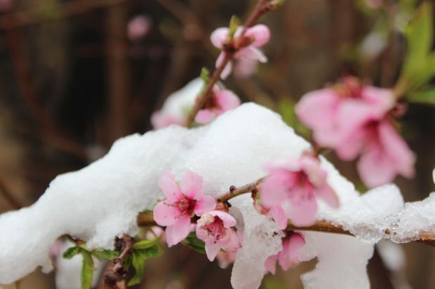 برف و سرما خلخال بیش از ۶۲۰ میلیارد ریال خسارت برجای گذاشت