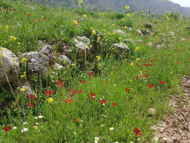 اندیمشک آماده استقبال از مهمانان نوروزی است