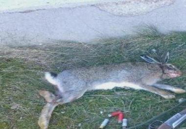 دستگیری شکارچی متخلف در مهاباد