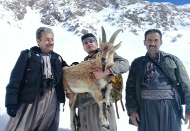 محیط بانان جوانرود یک راس کل وحشی را نجات دادند