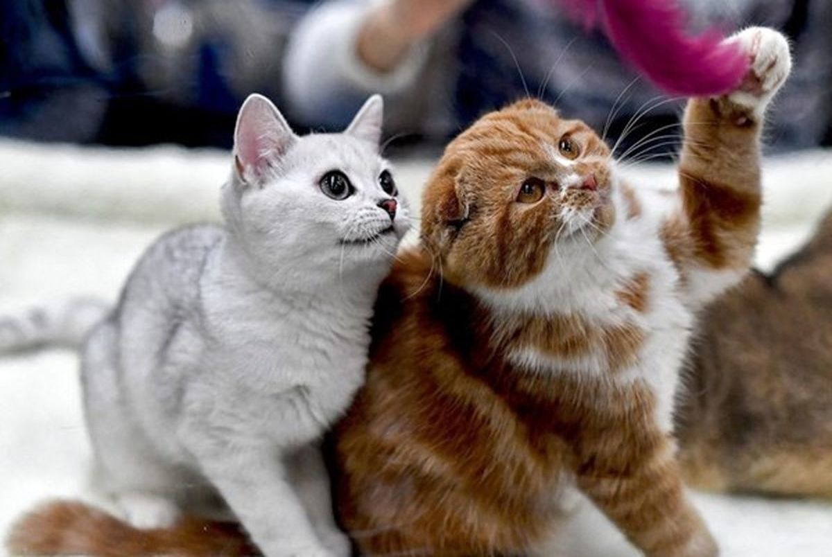 مغز گربه ها در صورت اهلی شدن کوچک می شود!
