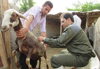 مایه کوبی 130 هزار رأس دام  در ایوان علیه ppr نشخوارکنندگان کوچک