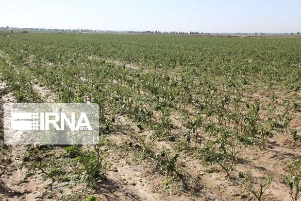 سیل و تگرگ ۱۵۳۰ میلیارد ریال به کشاورزی اصفهان خسارت زد
