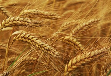 امسال ۱۱ میلیون تن گندم تضمینی در کشور خریداری می‌شود