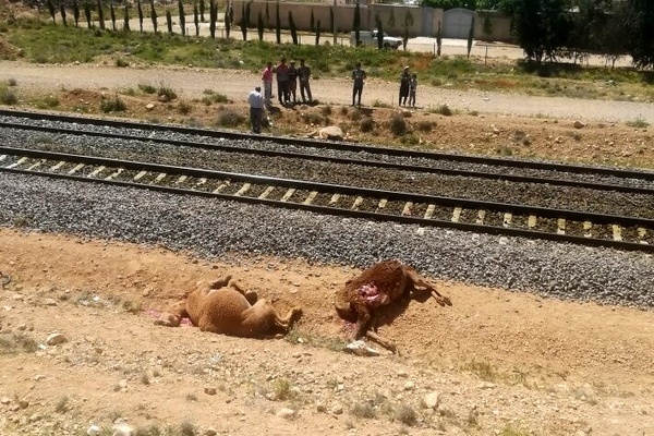 نادیده گرفته شدن مسیر ایل راه در مطالعات راه آهن  شناسایی 15 نقطه تلاقی عبور عشایر با قطار