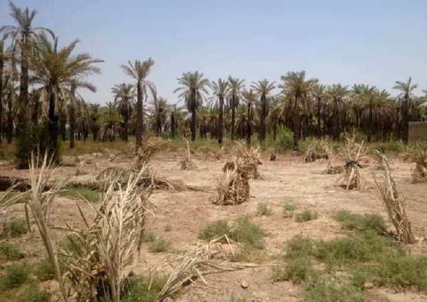 پاچوش نخیلات خرمشهر بر اثر شوری آب خسارت دیدند