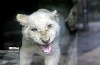 شیرهای سفید (17)