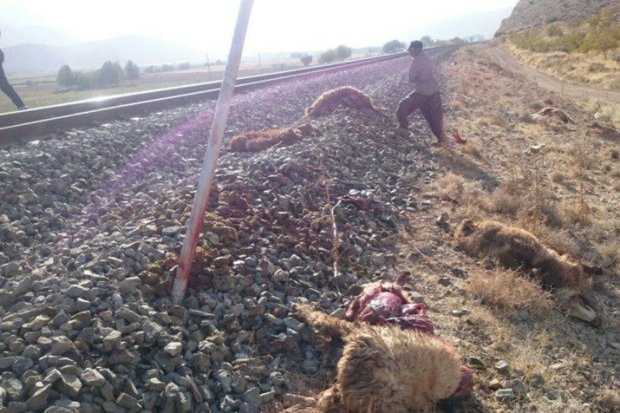 قطار 62 راس گوسفند را در جغتای تلف کرد