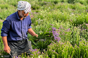 منطقه شبیشه شهرستان حمیدیه