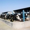 افزایش گله گاوداری شیری صنعتی در  خوزستان
