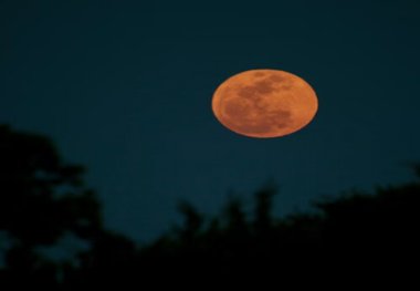  تصاویر «ماه صورتی آوریل» در سراسر جهان