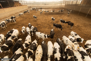 کارگران دامپروری؛ ستون‌های سلامت و آبادانی کشور