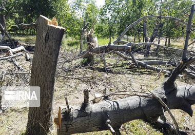 قطع درختان ۵۰ ساله روستای بنادک سادات مهریز تکذیب شد