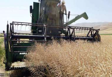 برداشت کلزا در مناطق کوهستانی گلستان ادامه دارد