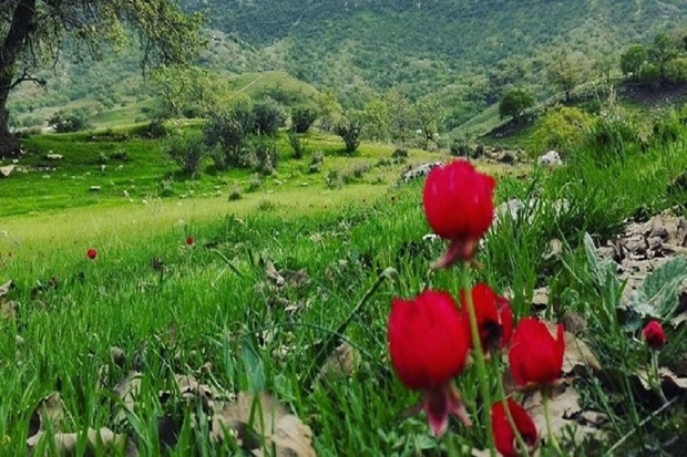 افزون بر815 هزار نفر از کهگیلویه وبویراحمد دیدن کردند