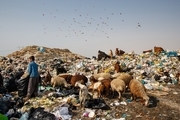 زندگی 200 خانواده کنگانی در بین زباله ها/ عکس