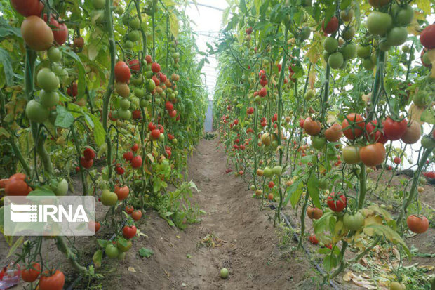 خسارت هزار و ۵۰۰ میلیارد ریالی کرونا به کشاورزی گلستان