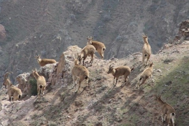 9 گونه جانوری گچساران در معرض تهدید است