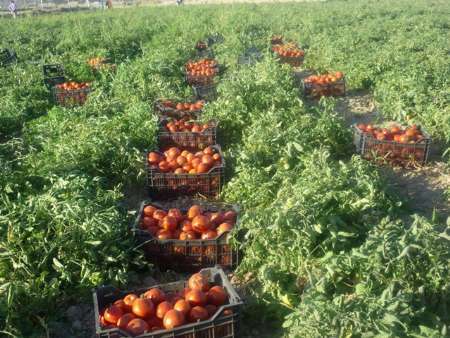 پیش بینی تولید 112 هزار تن گوجه فرنگی در خراسان شمالی