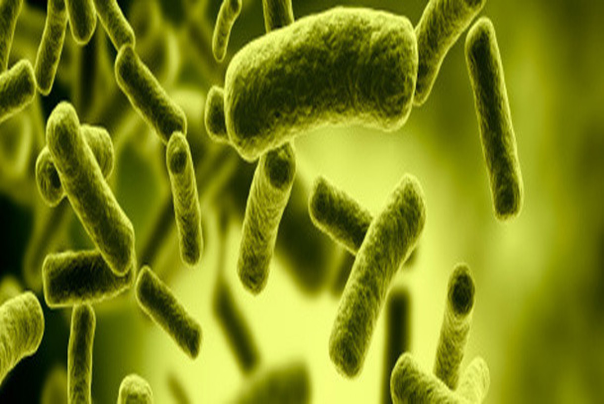 کشف باکتری در اندام جنسی مردان