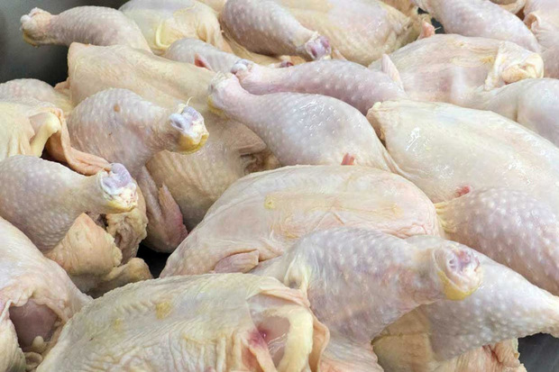 توزیع گوشت مرغ گرم در قزوین آغاز شد