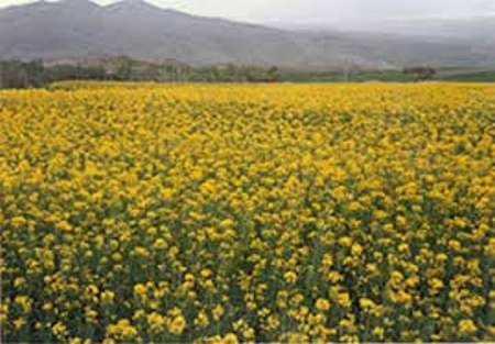 رشد 6 برابری تولید دانه های روغنی کلزا در ملایر