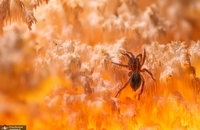 برندگان یازدهمین مسابقه عکاسی انجمن جغرافیای روسیه (4)