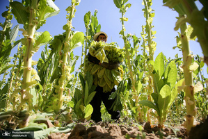 منتخب تصاویر امروز جهان- 3 مهر 1400